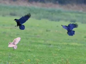 Menno 02 Kraaien en kerkuil
